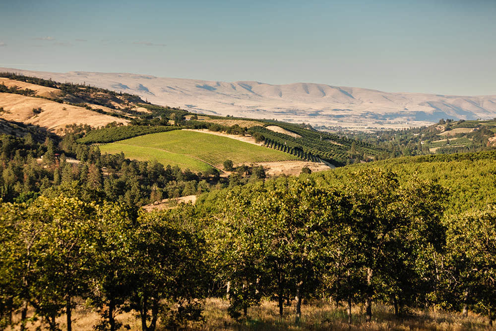 Vineyard blocks bordered by oak woodland overlooking the Columbia Gorge canyon