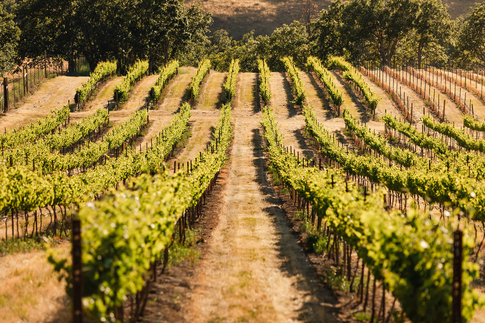 Trellised grapevine rows leading toward oak woodland at Windhorse Vineyard