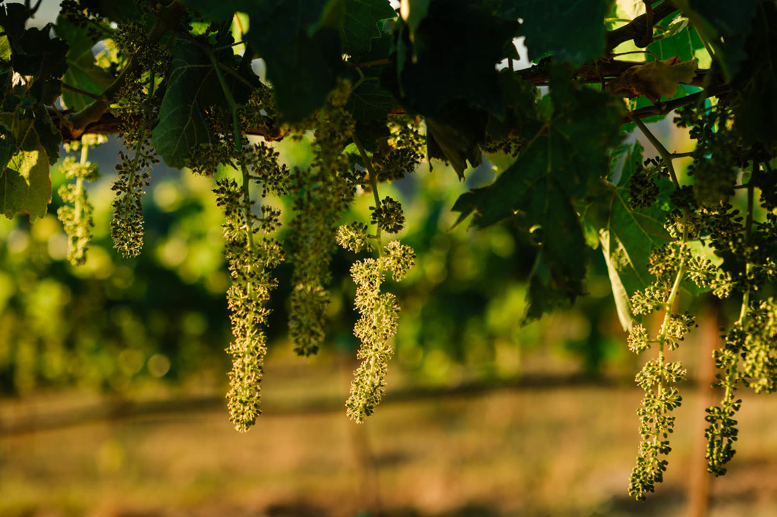 Backlit close-up of grapevine flower clusters in bloom on the estate