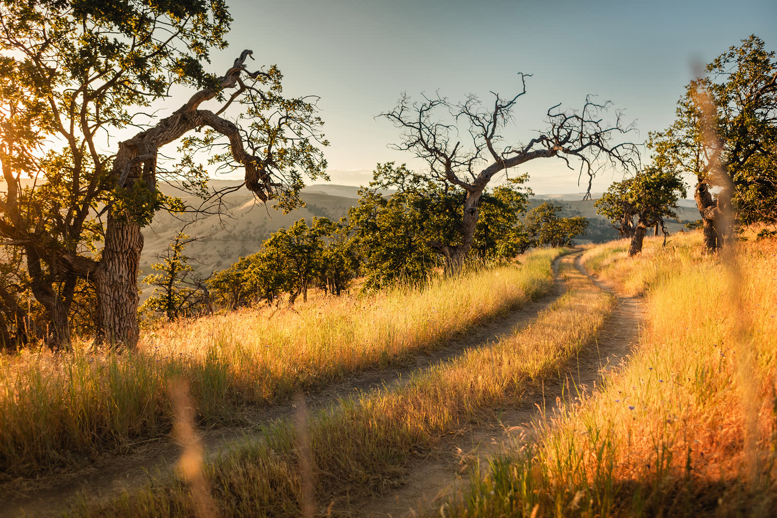 A trail through the oak woodland at Windhorse Vineyard at golden hour