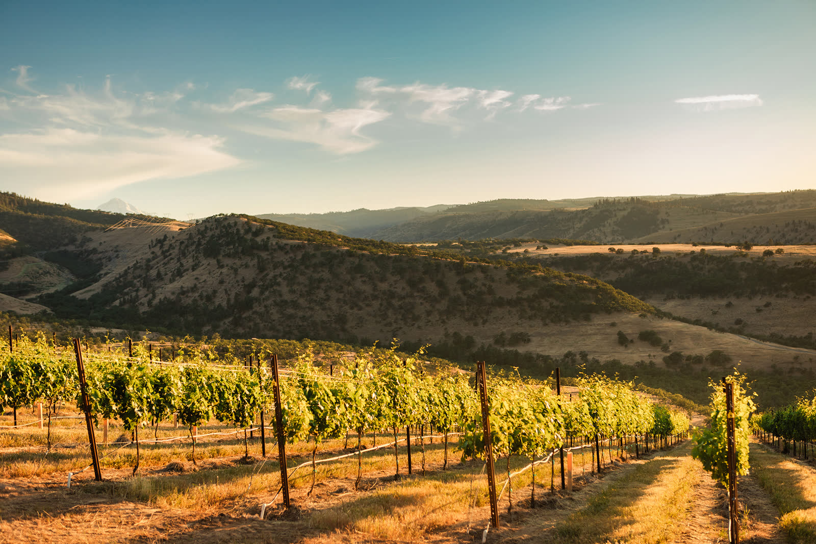 Vineyard rows at golden hour with Mt. Hood visible over the Columbia Gorge hills