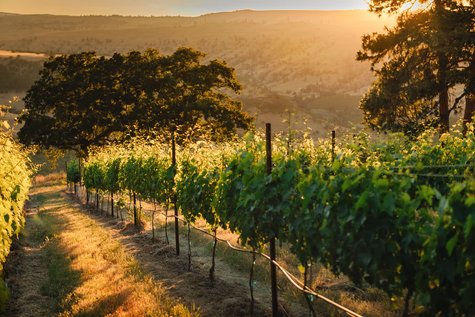 Grapevine rows at Windhorse Vineyard at sunset