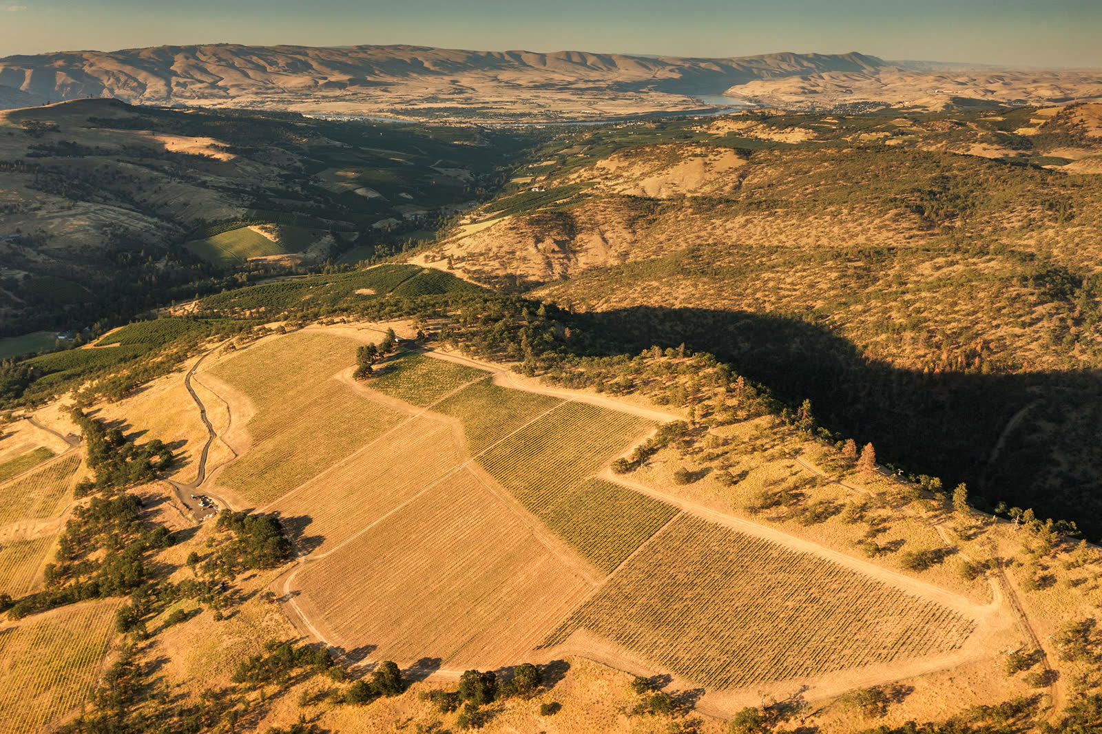 Aerial view of Windhorse Vineyard blocks above the Columbia Gorge