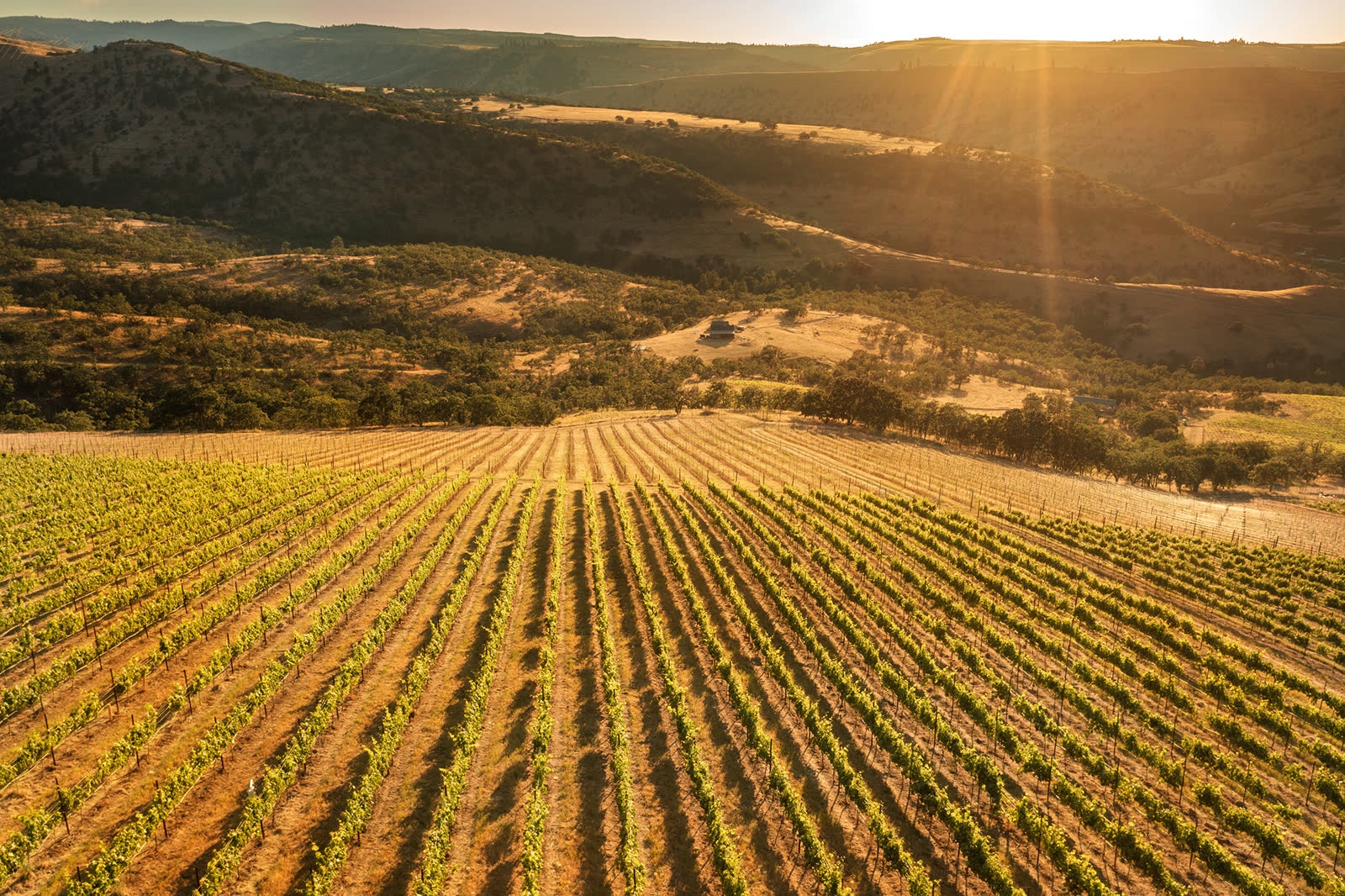 Sun flare over vineyard rows and canyon hills at Windhorse Vineyard