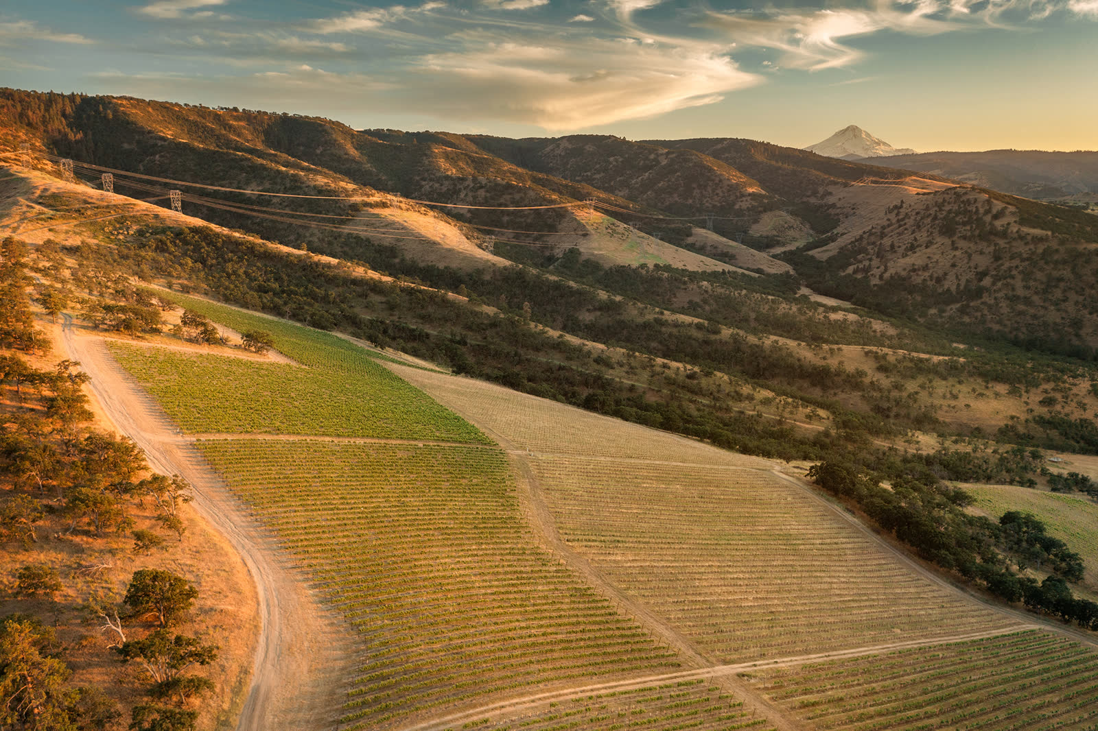 Aerial view of Windhorse Vineyard rows with Mt. Hood on the horizon