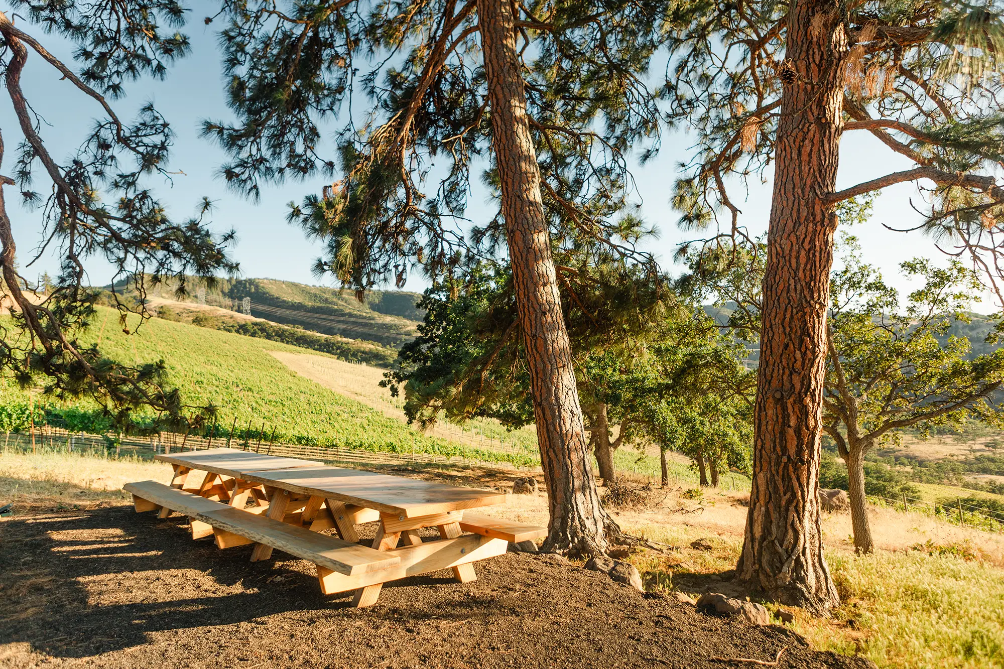 Picnic table under pine trees overlooking the vineyard, set up for a Day Immersion tasting