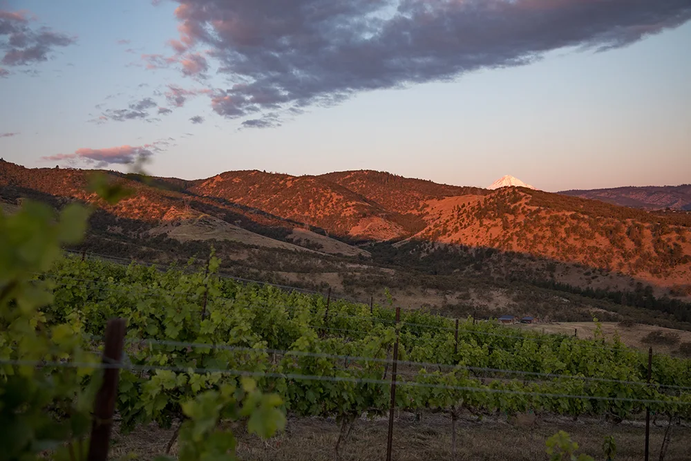 Aerial drone still of Windhorse Vineyard rows on the canyon slope